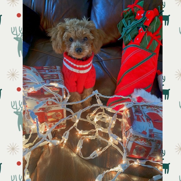 MIKGROS POSH SHOWS - Picture 10 of 11